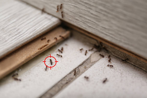 Best Wasp Removal Services  in Cvallis, OR